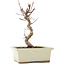 Acer palmatum Deshojo, 22 cm, ± 5 Jahre alt