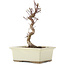 Acer palmatum Deshojo, 22 cm, ± 5 anni