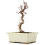 Acer palmatum Deshojo, 22 cm, ± 5 Jahre alt