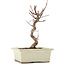 Acer palmatum Deshojo, 22 cm, ± 5 Jahre alt