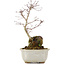 Acer palmatum, 23,5 cm, ± 6 years old