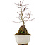 Acer palmatum, 23,5 cm, ± 6 anni