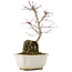 Acer palmatum, 23,5 cm, ± 6 years old