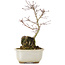 Acer palmatum, 23,5 cm, ± 6 ans