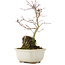 Acer palmatum, 23,5 cm, ± 6 años