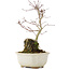 Acer palmatum, 23,5 cm, ± 6 years old