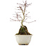 Acer palmatum, 23,5 cm, ± 6 years old