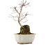 Acer palmatum, 23,5 cm, ± 6 years old