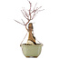 Acer palmatum, 26,5 cm, ± 6 years old