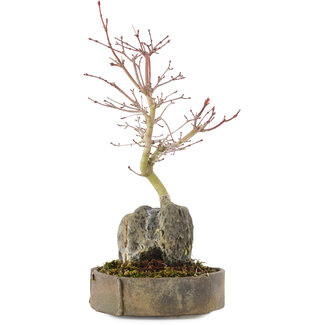 Acer palmatum, 26 cm, ± 6 jaar oud