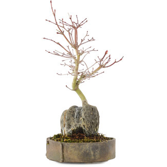 Acer palmatum, 26 cm, ± 6 years old