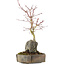 Acer palmatum, 26 cm, ± 6 years old