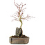 Acer palmatum, 26 cm, ± 6 years old