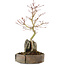 Acer palmatum, 26 cm, ± 6 years old