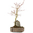 Acer palmatum, 26 cm, ± 6 ans