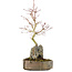 Acer palmatum, 26 cm, ± 6 years old