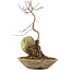 Acer palmatum, 24,5 cm, ± 6 anni