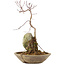 Acer palmatum, 24,5 cm, ± 6 years old