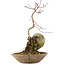 Acer palmatum, 24,5 cm, ± 6 ans