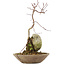 Acer palmatum, 24,5 cm, ± 6 años
