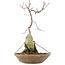 Acer palmatum, 24,5 cm, ± 6 anni