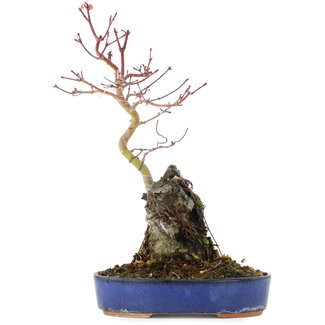 Acer palmatum, 28,5 cm, ± 6 jaar oud