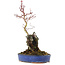 Acer palmatum, 28,5 cm, ± 6 anni