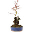 Acer palmatum, 28,5 cm, ± 6 ans