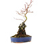 Acer palmatum, 28,5 cm, ± 6 anni