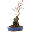 Acer palmatum, 28,5 cm, ± 6 years old