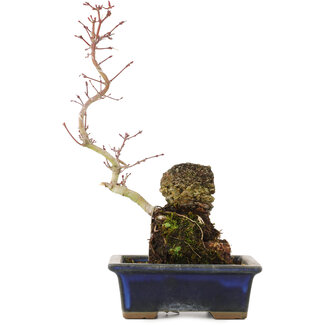 Acer palmatum, 29,5 cm, ± 6 jaar oud