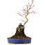 Acer palmatum, 28,5 cm, ± 6 ans