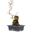 Acer palmatum, 29,5 cm, ± 6 years old