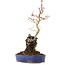 Acer palmatum, 28,5 cm, ± 6 anni