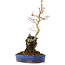 Acer palmatum, 28,5 cm, ± 6 years old