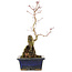 Acer palmatum, 29,5 cm, ± 6 years old