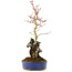 Acer palmatum, 28,5 cm, ± 6 years old