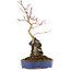 Acer palmatum, 28,5 cm, ± 6 años