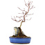 Acer palmatum, 32 cm, ± 6 anni