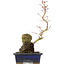 Acer palmatum, 29,5 cm, ± 6 years old