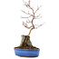 Acer palmatum, 32 cm, ± 6 anni