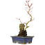 Acer palmatum, 29,5 cm, ± 6 años