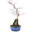 Acer palmatum, 32 cm, ± 6 años