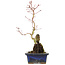 Acer palmatum, 29,5 cm, ± 6 anni