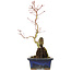 Acer palmatum, 29,5 cm, ± 6 ans