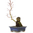 Acer palmatum, 29,5 cm, ± 6 anni