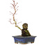 Acer palmatum, 29,5 cm, ± 6 years old