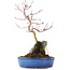 Acer palmatum, 32 cm, ± 6 ans