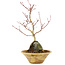 Acer palmatum, 26 cm, ± 6 años