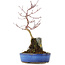 Acer palmatum, 32 cm, ± 6 anni